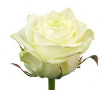 Роза белая - поштучно